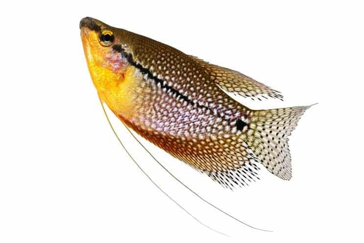 Pérola Gourami Close Up