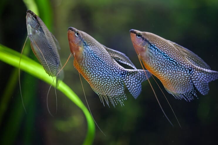 Grupo de Pérola Gourami