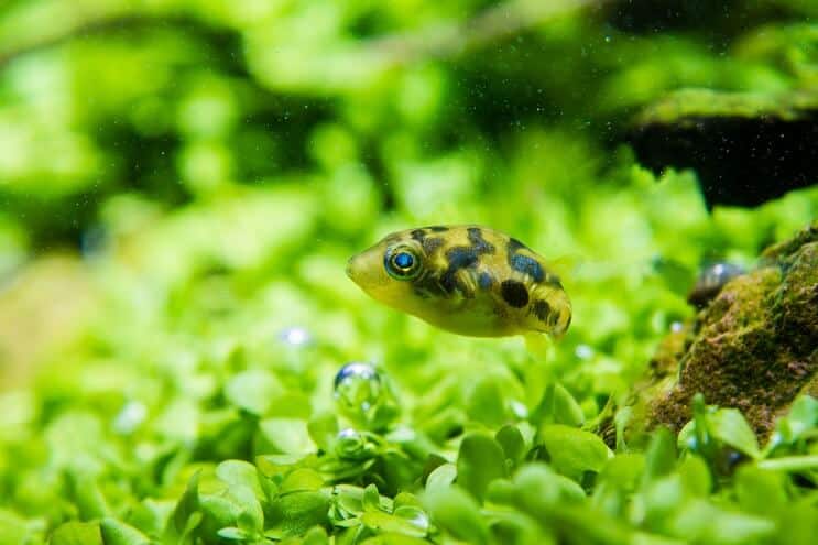 Aparência de Pea Puffer