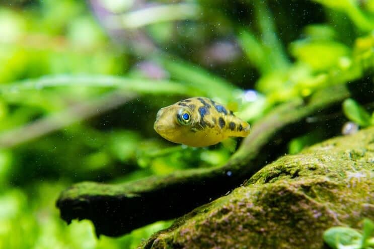 Criação de Pea Puffer