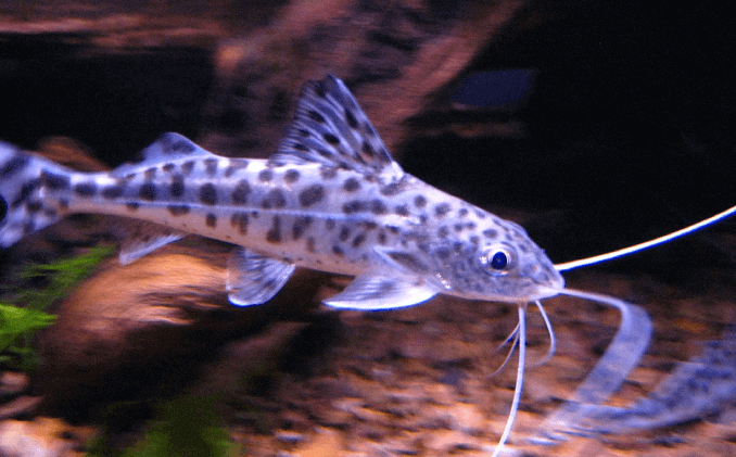 Aparência de Pictus Catfish