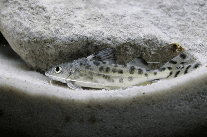Pictus Catfish Nadando