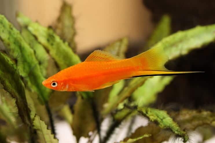 Espadachim Platy Fish