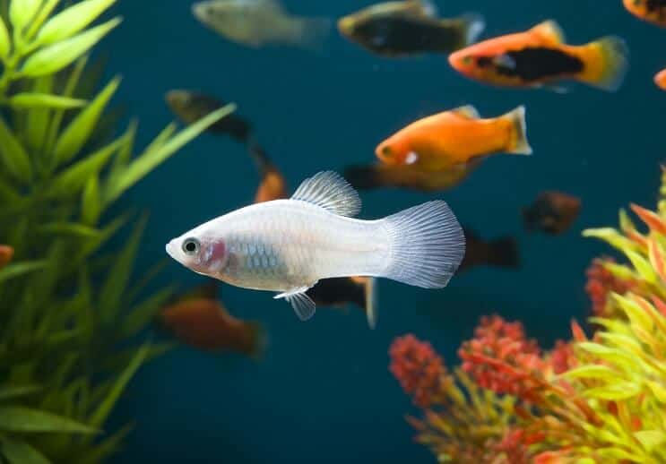 Peixe Platy Branco