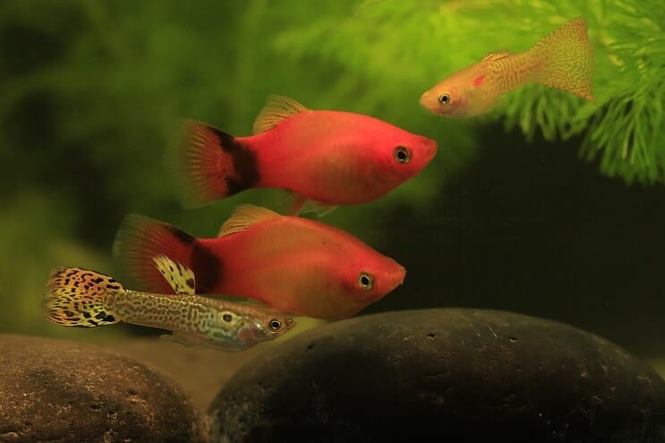 Guppy e Platy