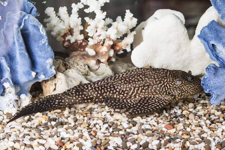 Pleco Comum