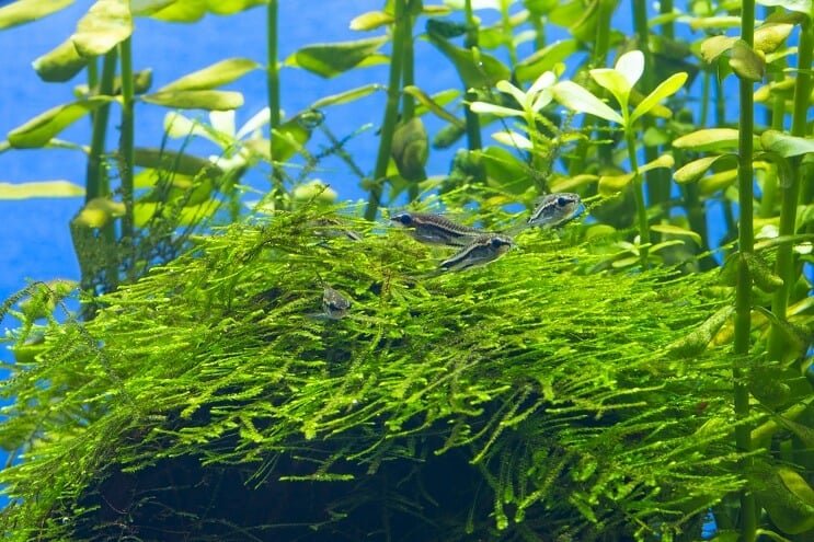 Habitat pigmeu cori