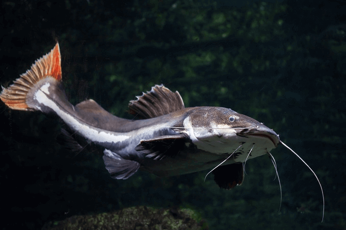 Sobre o Redtail Catfish