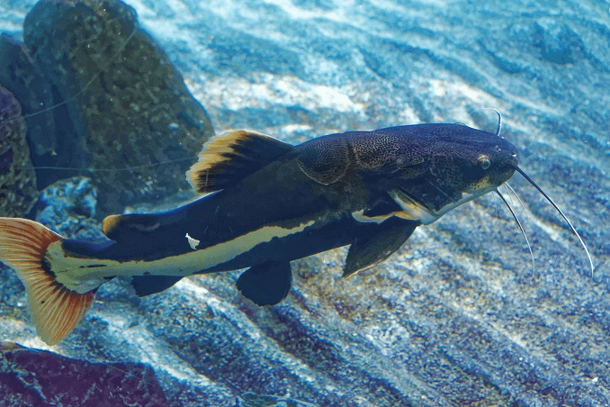 Aparência de peixe gato ruivo