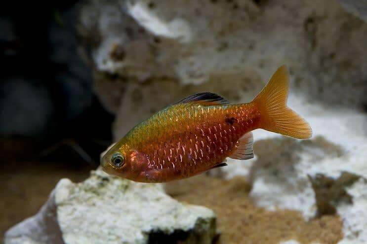 Visão geral de Rosy Barb