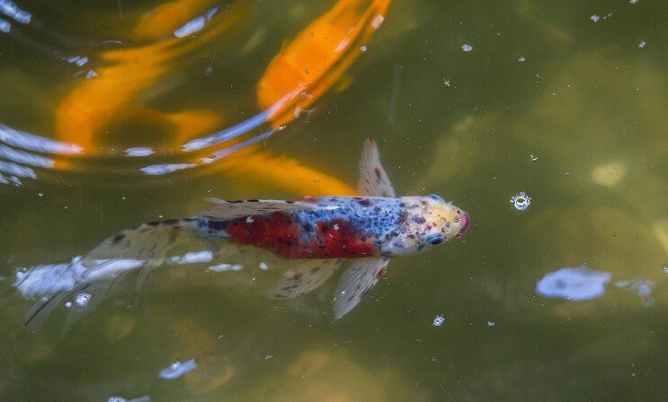 Shubunkin Goldfish em uma lagoa