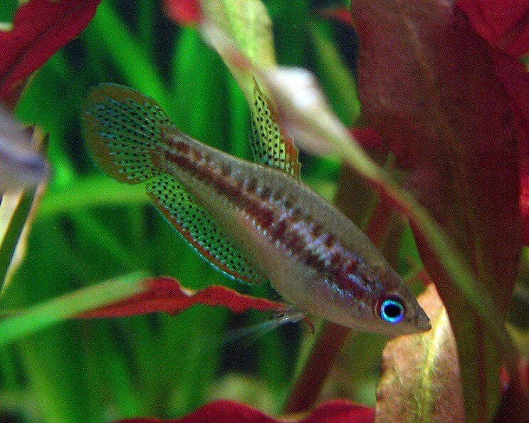 Pigmeu gourami