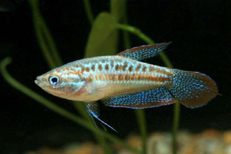 Gourami Espumante