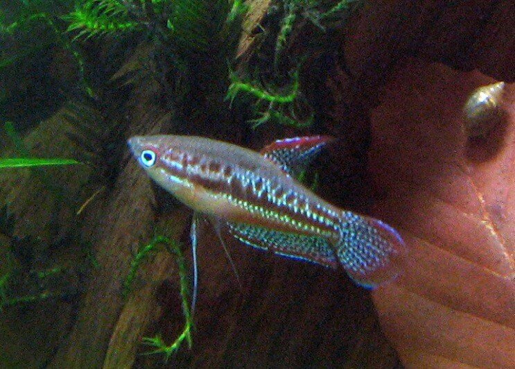 Natação de gourami espumante