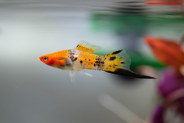 Visão geral do Swordtail