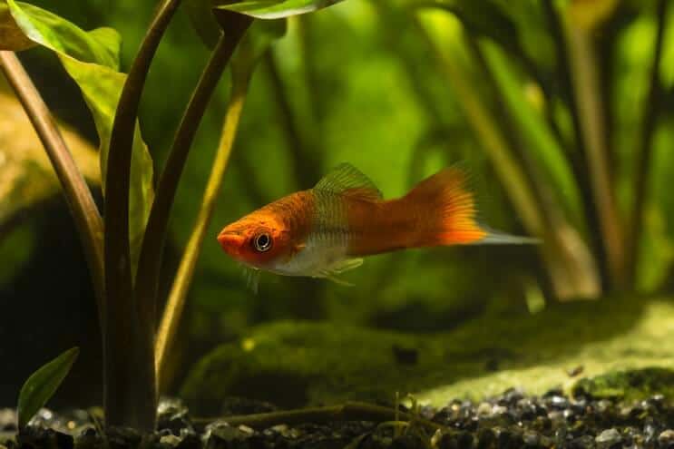 Swordtail Care