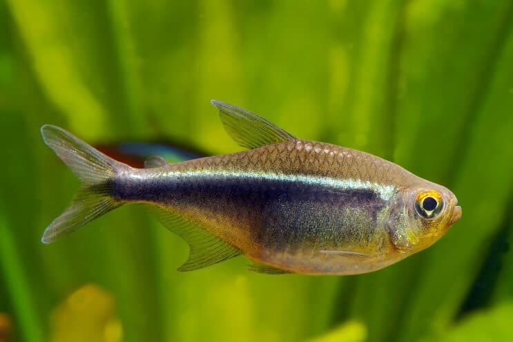 Black Neon Tetra