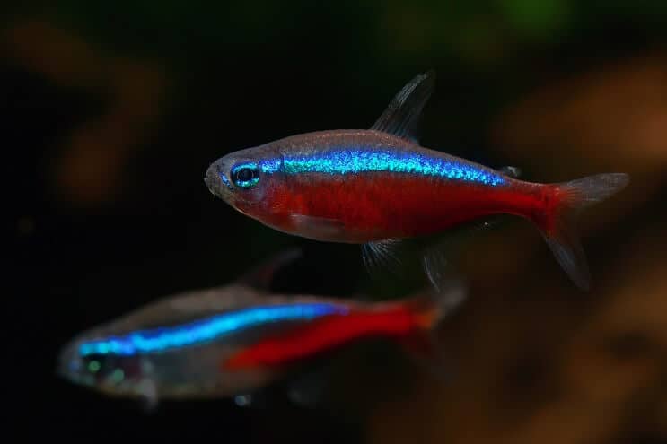 Cardeal Tetra