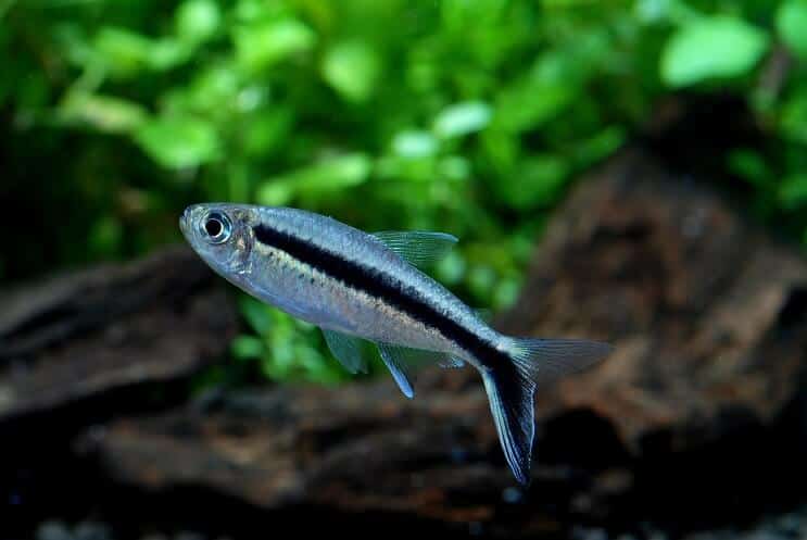 Pinguim Tetra