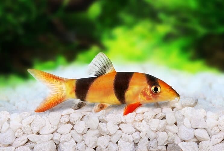 Palhaço loach