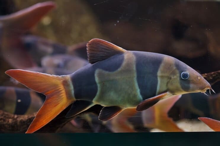 Palhaço loach