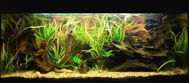 Condições do tanque de loach palhaço