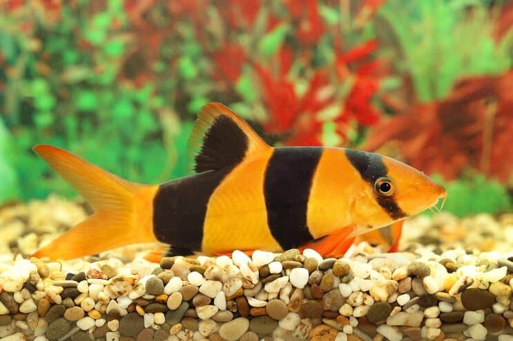 Visão geral do palhaço Loach