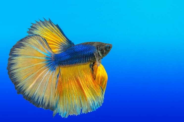 Como cuidar de bettas