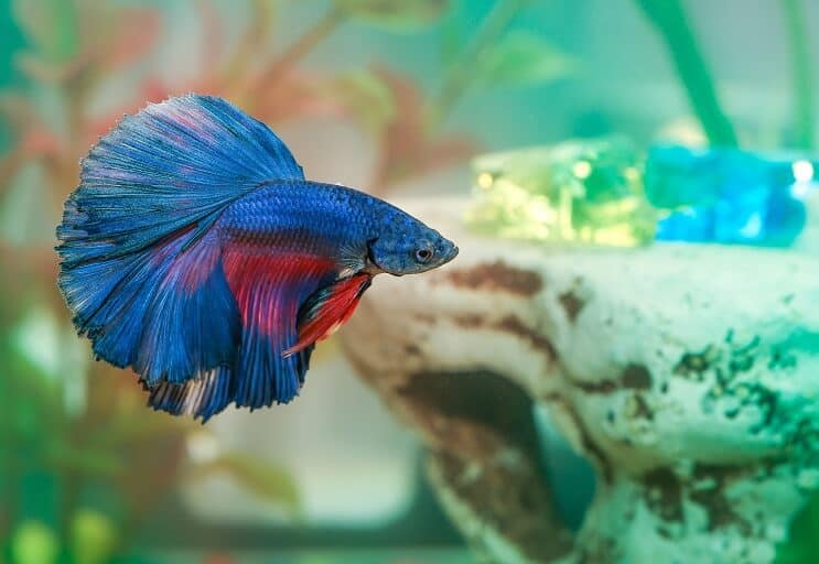 Doença do peixe Betta