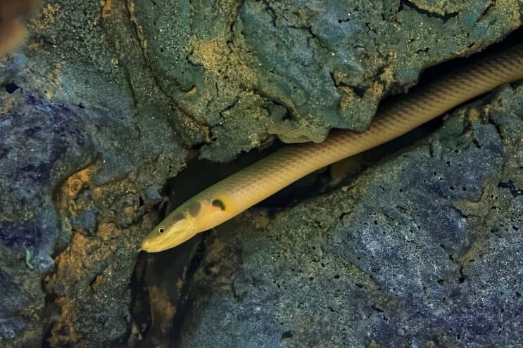 Peixe corda