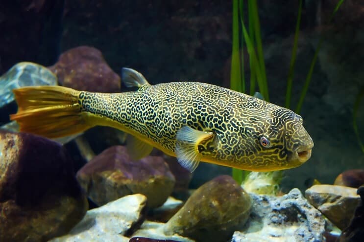 Peixe Baiacu Mbu Close Up