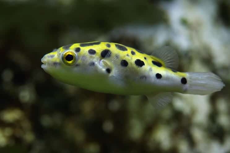 Peixe Baiacu Verde