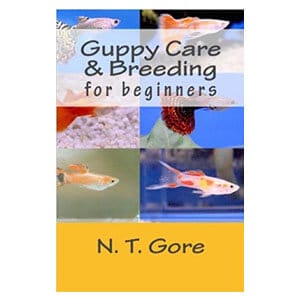 Guia para iniciantes para cuidar de guppies