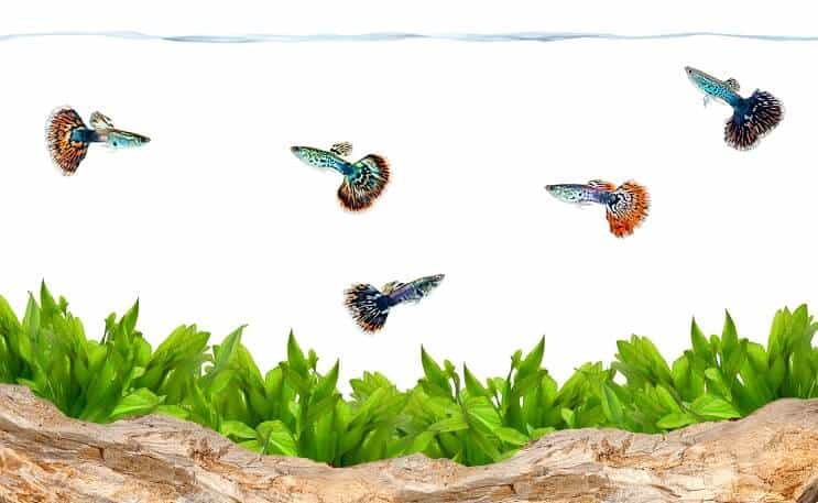 Guppies em um aquário