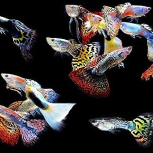 5 guppies machos para tanques tropicais