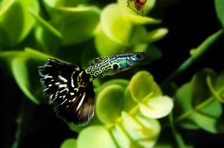 Peixe Guppy Estampado