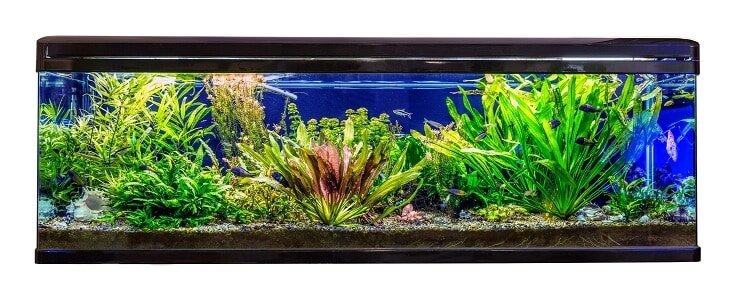 Condições ideais de habitat e tanque