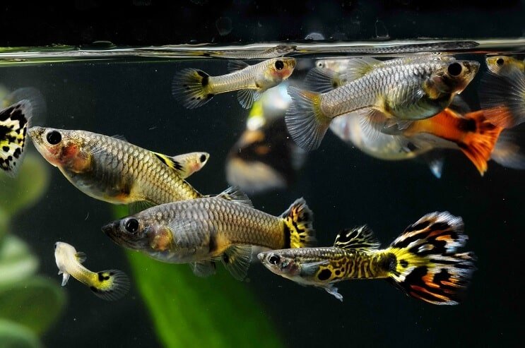 Como fazer sexo com guppies