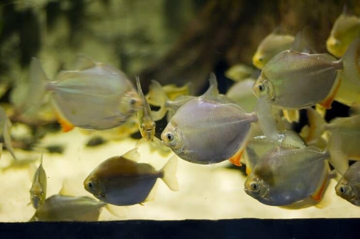 Silver Dollar Fish Nadando