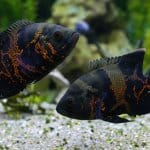 10 belos tipos de banner Oscar Fish