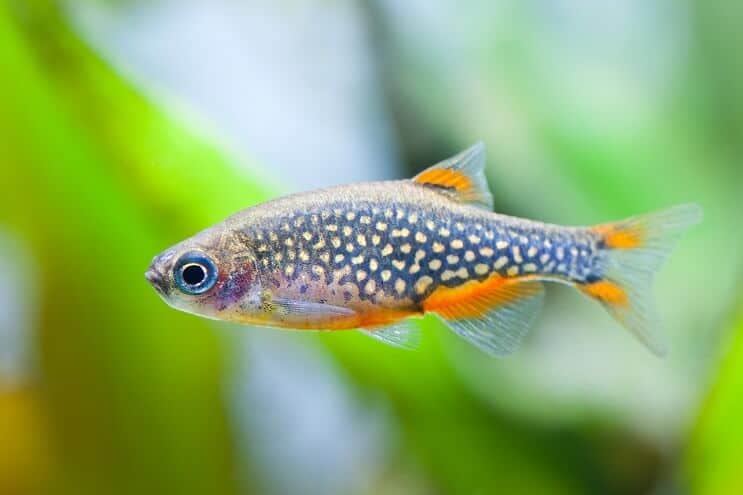 Pérola Celestial Danio
