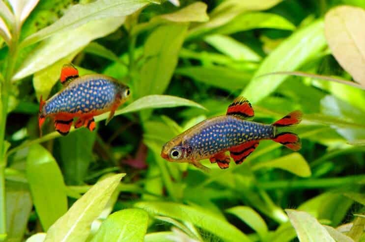 Celestial Pearl Danio no aquário