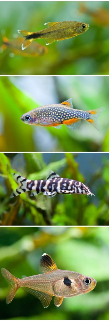 Celestial Pearl Danio Tank companheiros