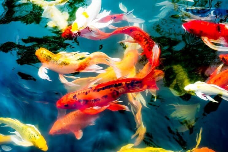 Tipos de peixes Koi