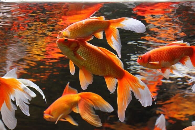 Companheiros de lagoa de peixes Koi