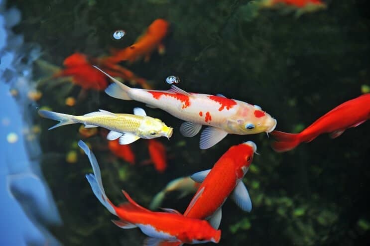 Cuidado com peixes Koi