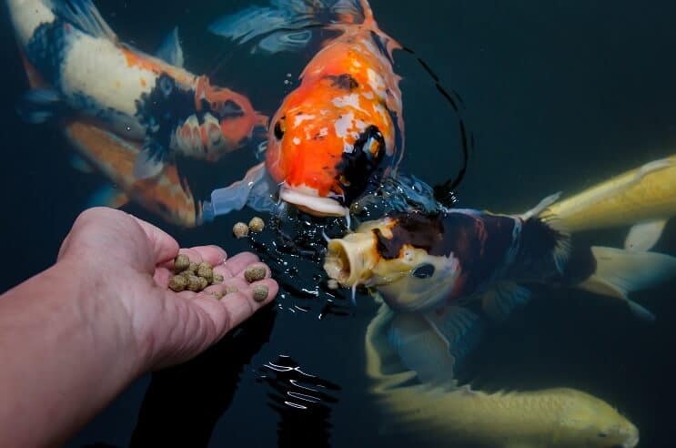 Dieta do Peixe Koi