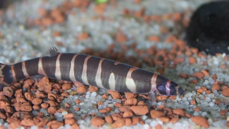 Aparência Kuhli Loach