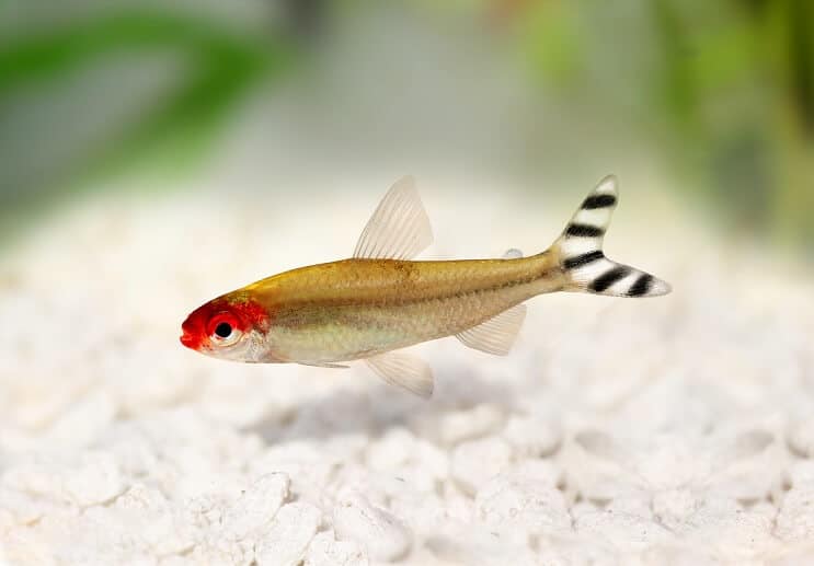 Aparência Rummy Nose Tetra