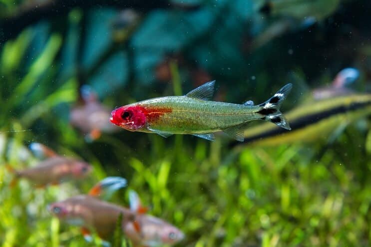 Condições do tanque Rummy Nose Tetra